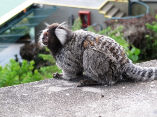 Marmoset at Morro da Urca