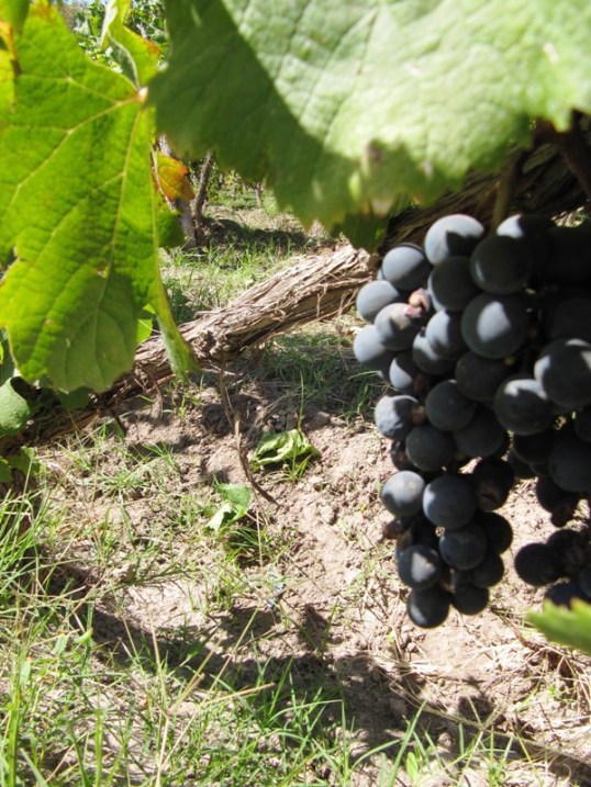 Ripe malbec grapes