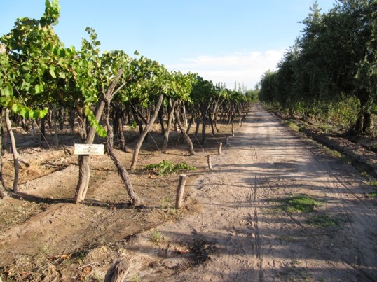 CarinaE vineyard