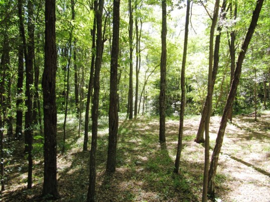 Trees at Veilchental campground