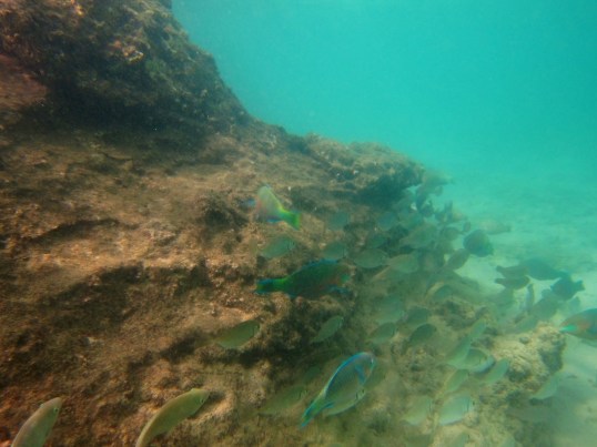 Phuket school of fish