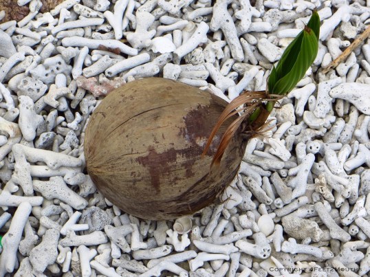 Blooming coconut on a bed of coral