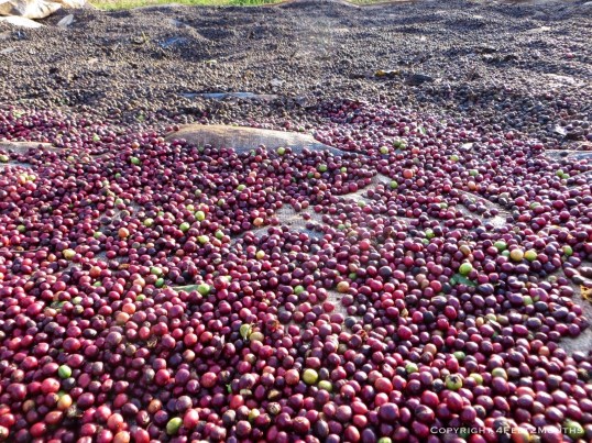 Drying coffee beans
