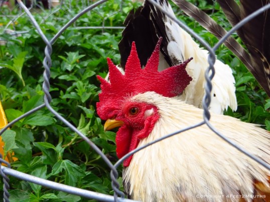 Caged rooster