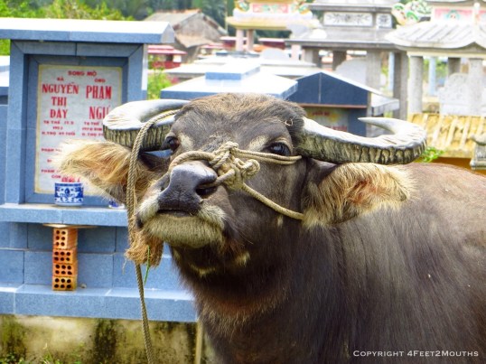 A curious water buffalo