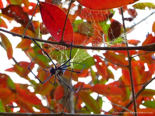 Thailand has some big spiders