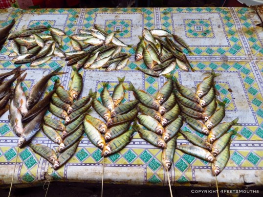 Tiny colorful river fish