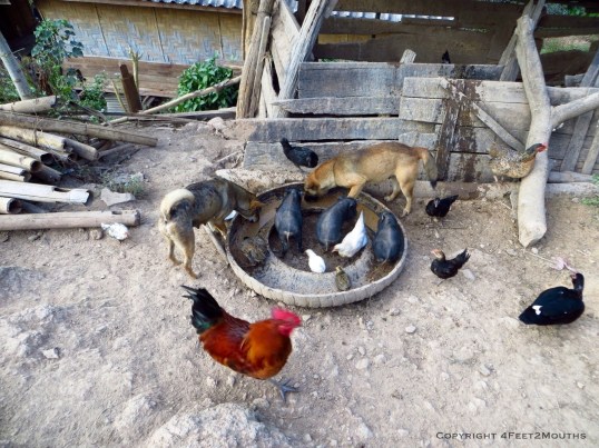 Animals sharing a feed bowl