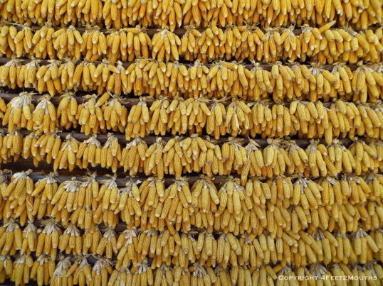 Wall of corn