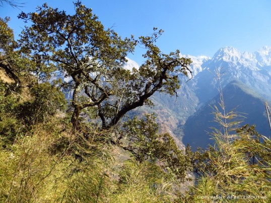 Tree clinging onto the cliff