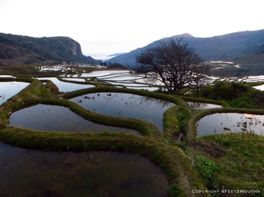 Reflection pools and tree