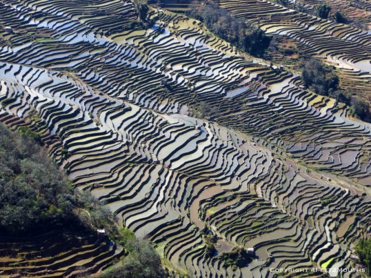Bada rice terraces