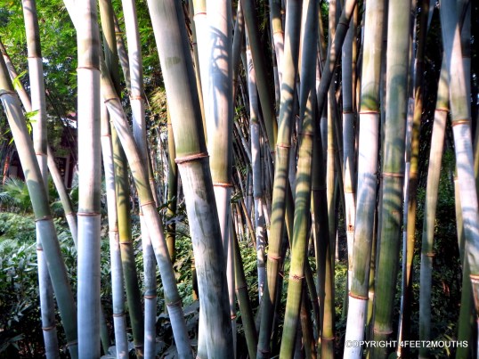 Bamboo stand at River Viewing Park