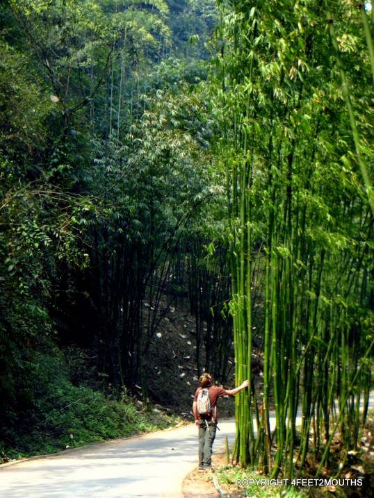 Nathan wondering how to climb bamboo