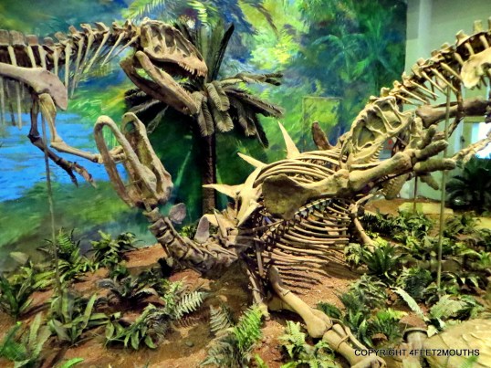 Two dinosaur skeletons fighting each other