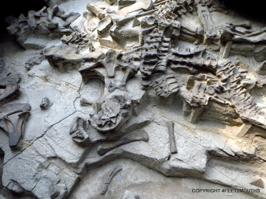 Bones encased in the mud