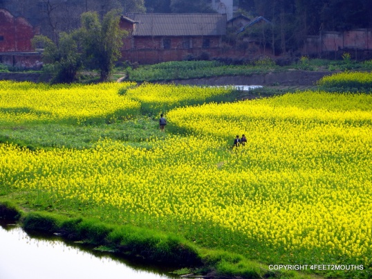 Yellow flower fields