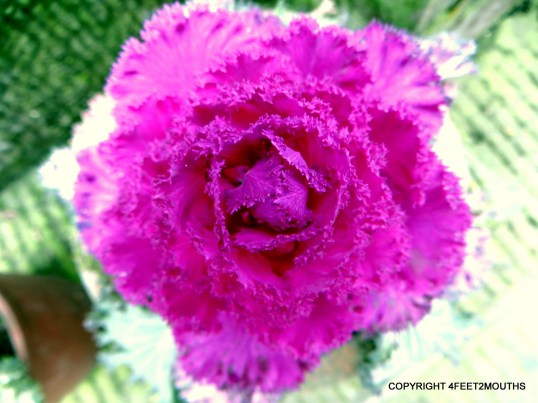  Psychedelic purple cabbage 