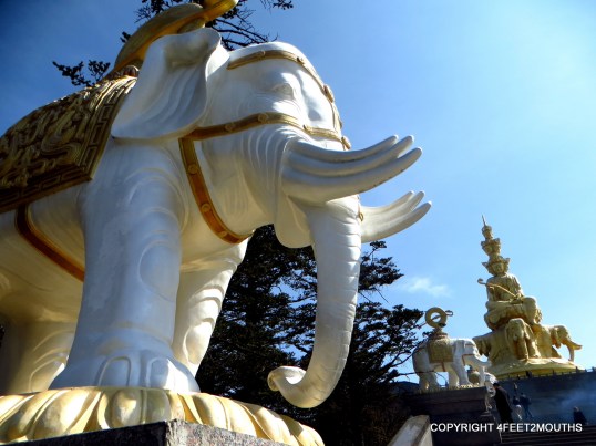 Six tusk elephant at the top