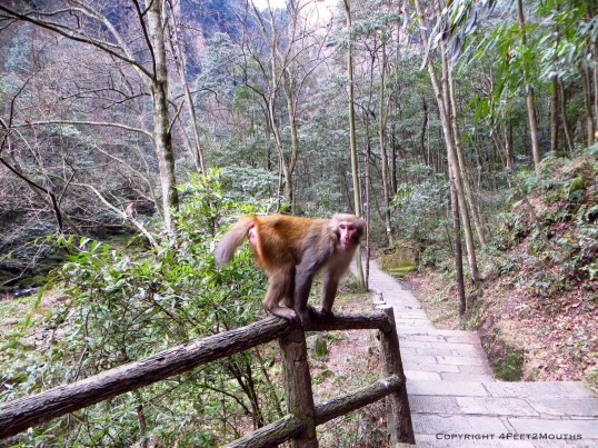 Monkey considering whether or not to attack