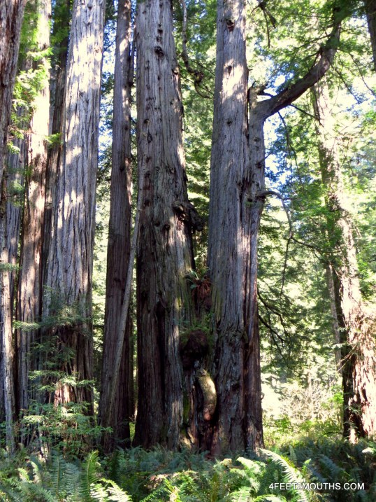 Nudist tree? Open for interpretation.