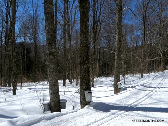 Cross Country skiing at the Von Trapp Family Lodge - note the metal maple buckets