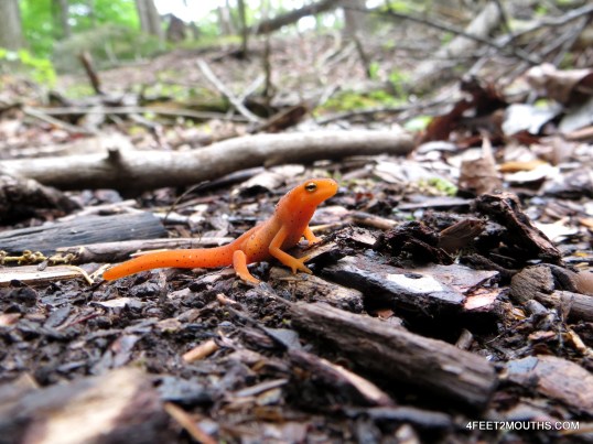 Orange salamanders littered the trail