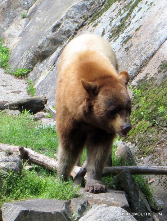 Bears are necessary at the Bear Mountain Zoo