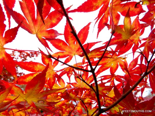 Japanese maple tree