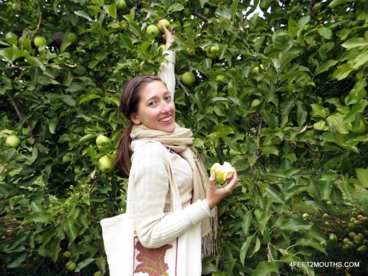 Trees laden with apples made for easy picking