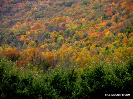 Fall foliage in the Hudson Valley