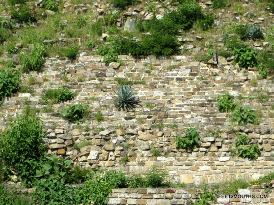 Vegetation taking over the ruins at Monte Alban